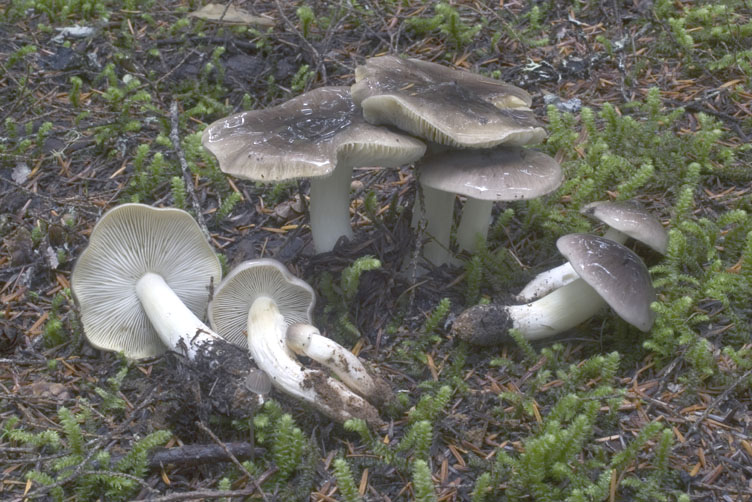 Tricholoma portentosum